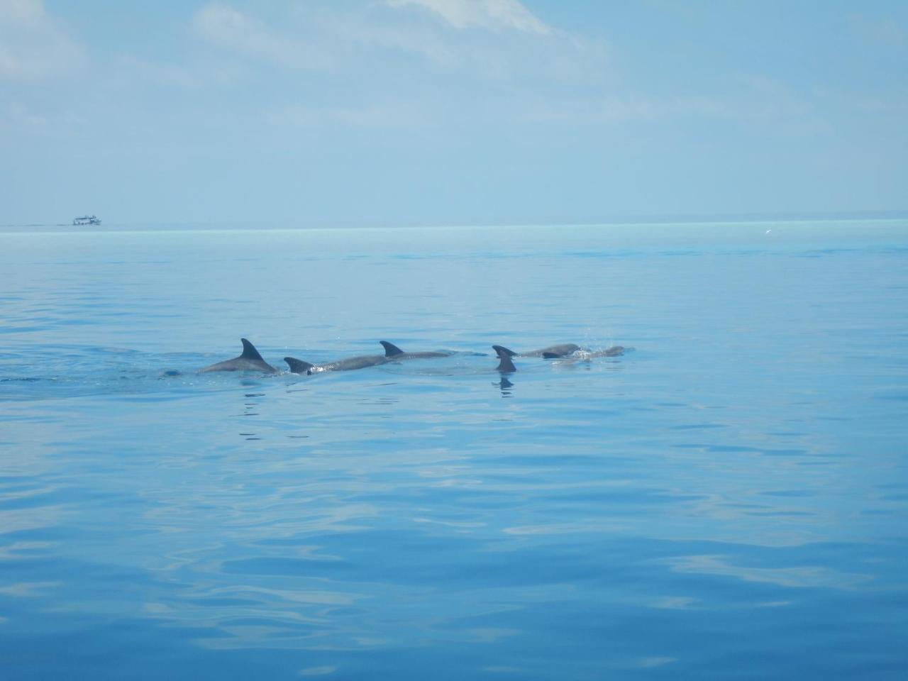 Lagoon Villa Maldives Thoddoo Bagian luar foto